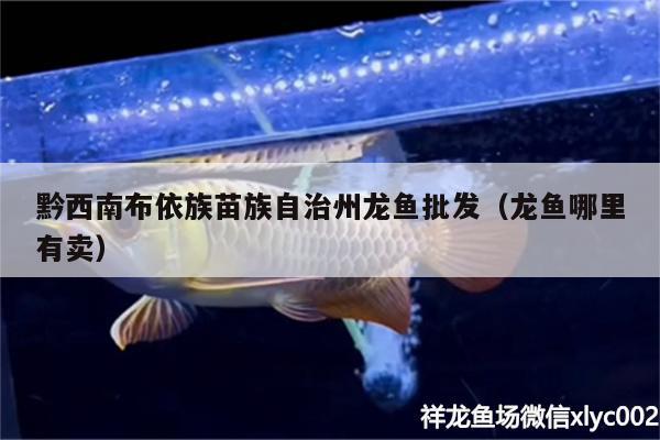 黔西南布依族苗族自治州龙鱼批发（龙鱼哪里有卖）