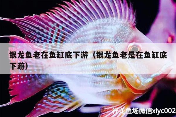 银龙鱼老在鱼缸底下游（银龙鱼老是在鱼缸底下游）