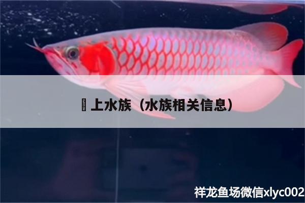 網上水族（水族相关信息）