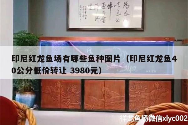 印尼红龙鱼场有哪些鱼种图片（印尼红龙鱼40公分低价转让 3980元）