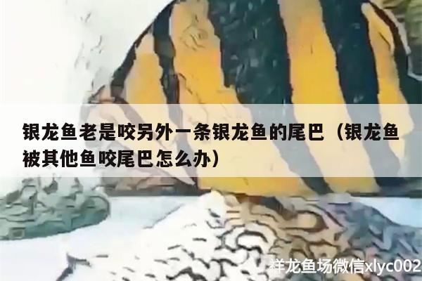 银龙鱼老是咬另外一条银龙鱼的尾巴（银龙鱼被其他鱼咬尾巴怎么办）