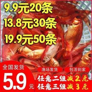 红龙鱼十大渔场排名（揭秘红龙鱼十大渔场排名） 祥龙代理店 第1张