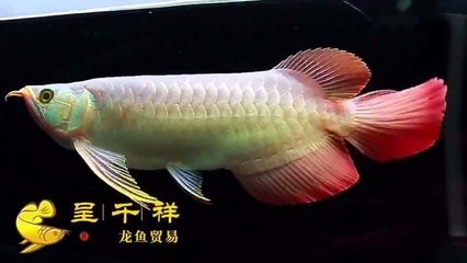 微型小鱼缸适合养什么鱼（微型小鱼缸适合养什么鱼呢）